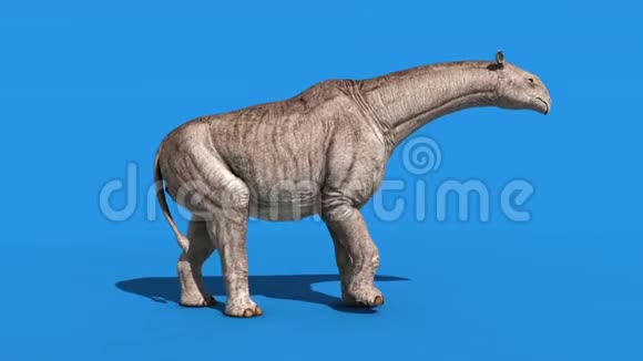 Paraceratherium恐龙行走侧蓝屏3D渲染动画视频的预览图