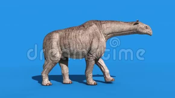 Paraceratherium恐龙行走侧蓝屏3D渲染动画视频的预览图
