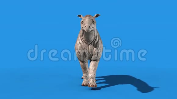 Paraceratherium恐龙走在蓝屏3D渲染动画前面视频的预览图