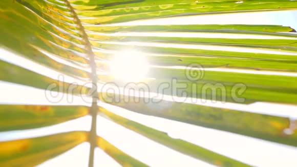 在天堂海滩的阳光下关闭绿色椰子棕榈叶暑假旅游假期背景视频的预览图