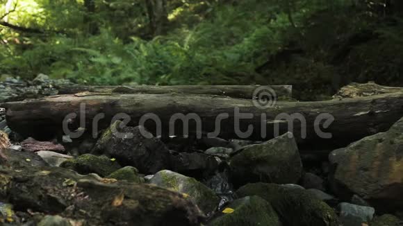 一个人沿着一棵倒下的树过河冒险和极端旅游克服障碍视频的预览图