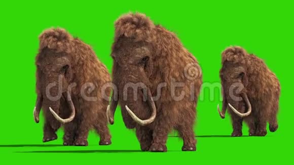 群猛犸真毛皮走行周期侏罗纪正面绿幕3D渲染动画视频的预览图