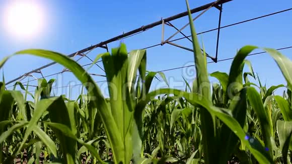 灌溉玉米视频的预览图
