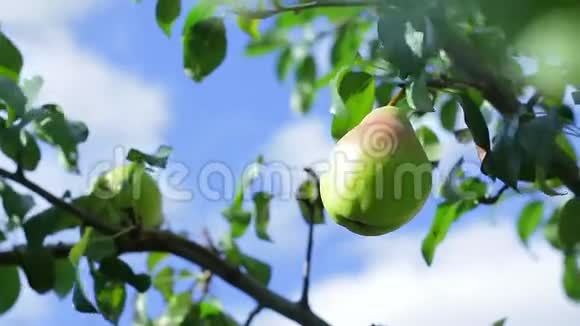 梨挂在树上视频的预览图