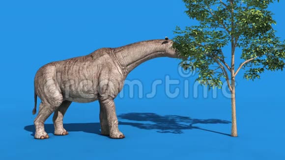 鹦鹉恐龙猫蓝屏侧环三维渲染动画视频的预览图