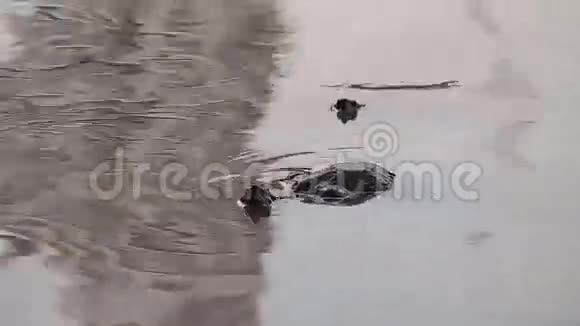 池塘里的海龟视频的预览图