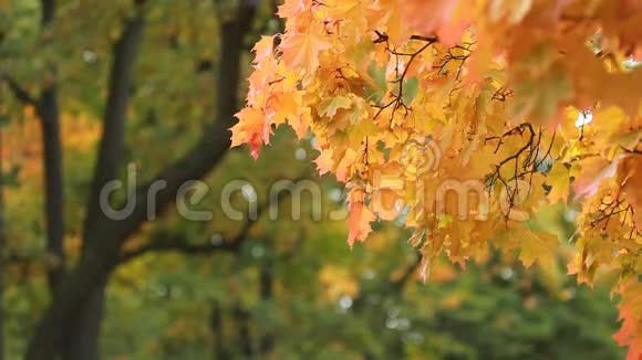 秋天的风景雨中的枫树视频的预览图