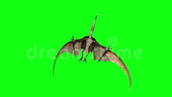 翼龙恐龙飞下绿色屏幕三维渲染动画视频的预览图