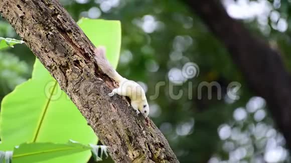 大自然中一棵树上白色的松鼠视频的预览图