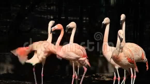 公园里的粉色火烈鸟视频的预览图
