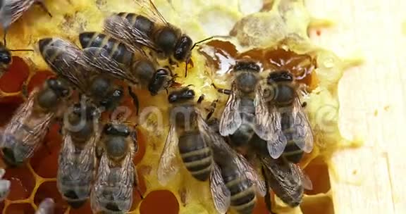 蜂蜜蜜蜂蜂蜜蜜蜂女工饮用蜂蜜蜜蜂诺曼底房视频的预览图
