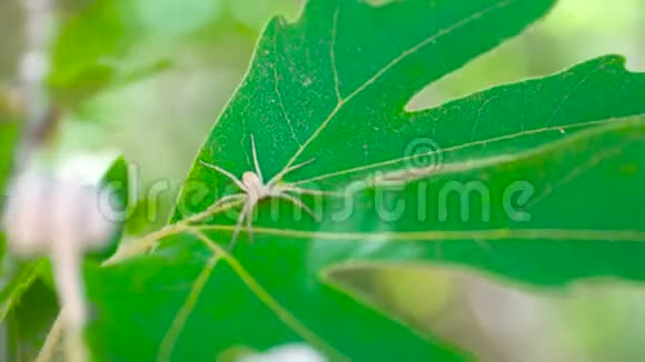白色蜘蛛坐在背景叶子上坐在绿色床单上的蜘蛛视频的预览图