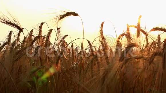 日落时的麦穗与太阳光视频的预览图
