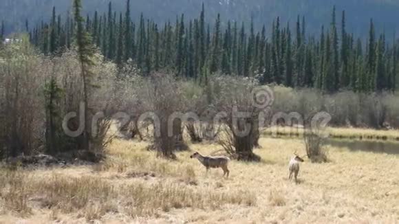 麋鹿优雅地在育空地区的草地上放牧视频的预览图