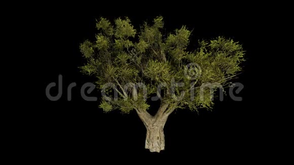 非洲橄榄树包括阿尔法频道视频的预览图