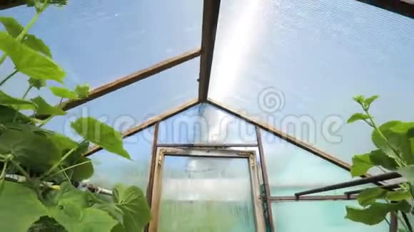 一个小温室很多长排的植物室内温室农场视频的预览图