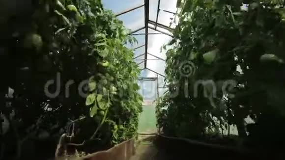 一个小温室很多长排的植物室内温室农场视频的预览图