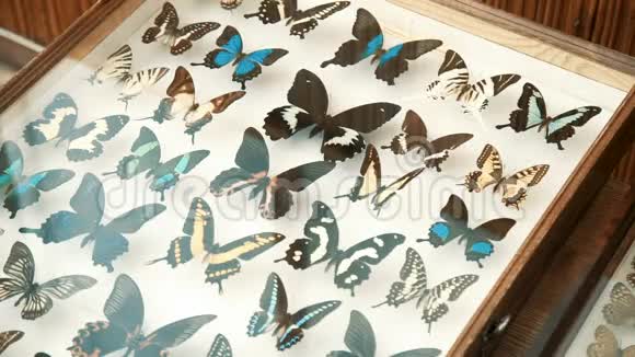 昆虫学收藏玻璃下的蝴蝶视频的预览图