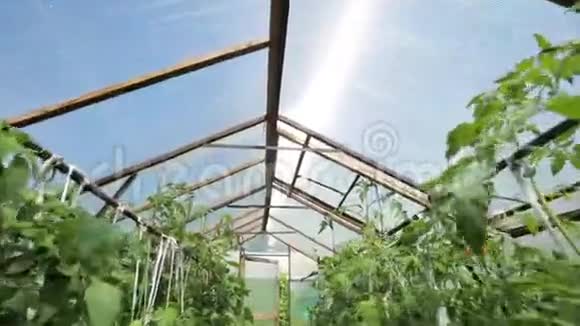 一个小温室很多长排的植物家庭花园的温室视频的预览图