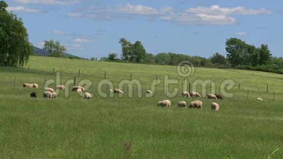 放牧的羊群视频的预览图