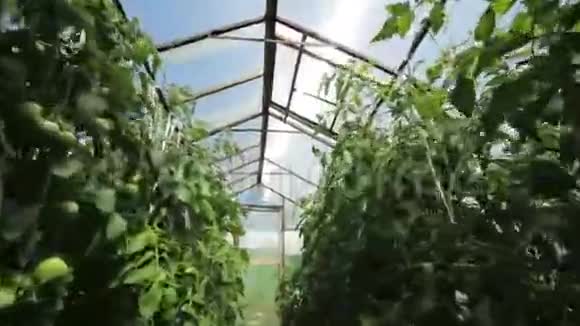 一个小温室很多长排的植物家庭花园的温室视频的预览图
