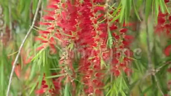 睡柳树红花和绿叶高清视频视频的预览图