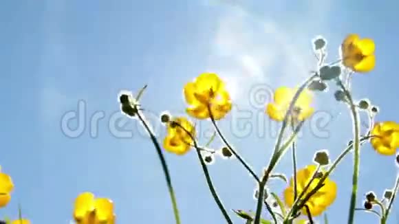 夏天的花和太阳视频的预览图