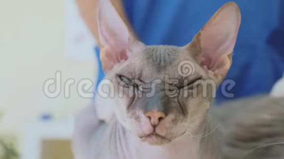 兽医诊所灰猫的肖像视频的预览图