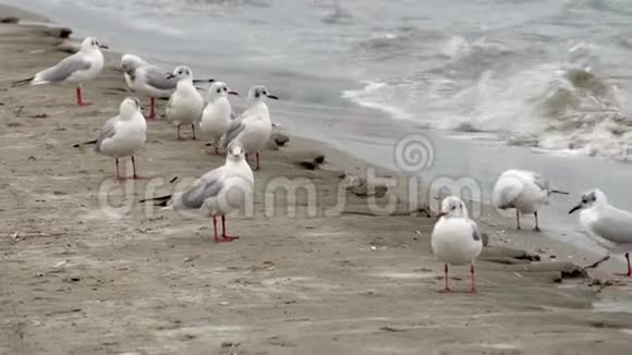 一群海鸥坐在海边海浪在附近拍打一个接一个地被吓跑视频的预览图
