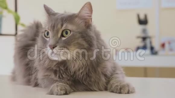 兽医诊所灰猫的肖像视频的预览图