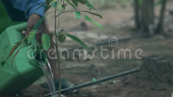 种植浇水榴莲树一棵视频的预览图