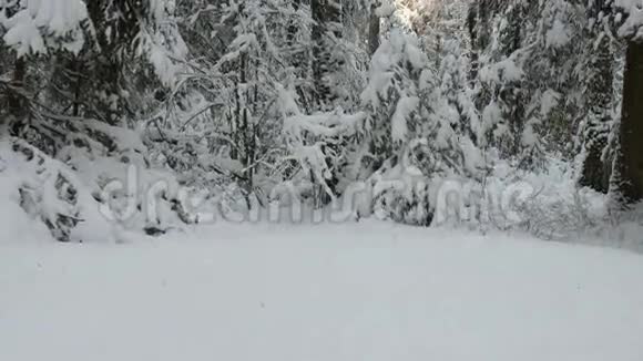 冬天森林里的树梢视频的预览图