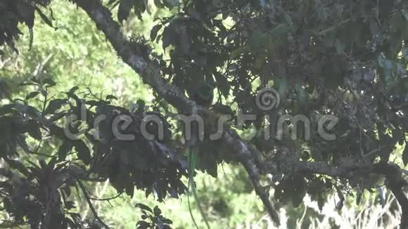 喙有虫的喙在树枝上颜色平坦视频的预览图