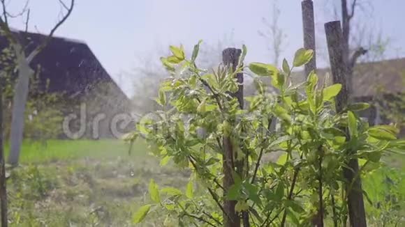 用蜂蜜喷洒金银花灌木进行授粉视频的预览图