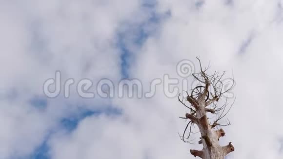 无枝无叶的树作鹳雀巢视频的预览图