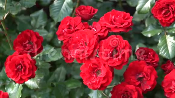 春天公园花坛上的红玫瑰视频的预览图