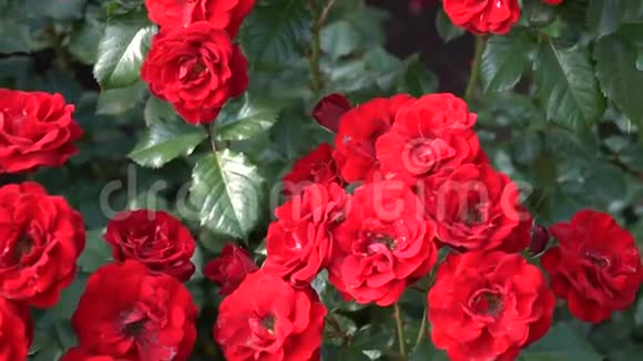 春天公园花坛上的红玫瑰视频的预览图