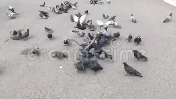 一群饥饿的鸽子在地上奔跑吃面包和种子视频的预览图