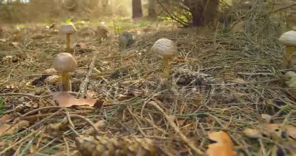 蘑菇林特写滑射视频的预览图