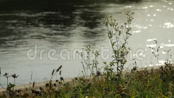 有明亮河流背景的花夏日感觉闪闪的背景视频的预览图