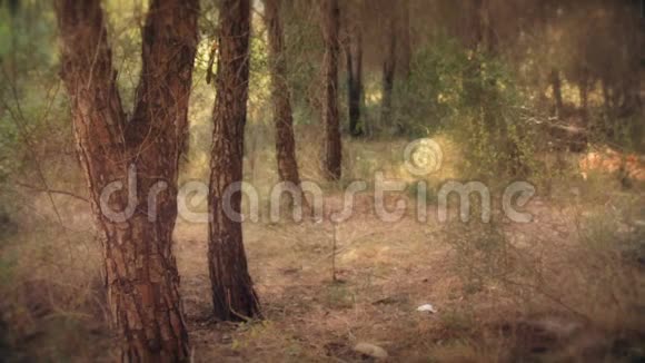 松树林神奇浪漫的外观视频的预览图