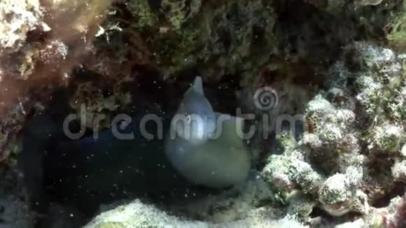 在埃及红海的水下看到了莫雷西贝雷亚视频的预览图