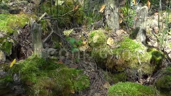 森林中古老苔藓和树桩的全景特写镜头视频的预览图