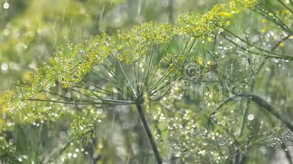 雨下鳃的花序视频的预览图