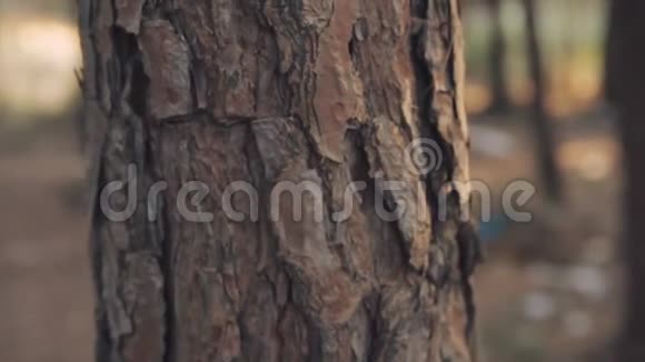 小女孩手上的特写镜头触摸森林中的树干视频的预览图