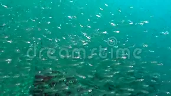 马尔代夫海底清澈海底背景下的鱼群发光视频的预览图