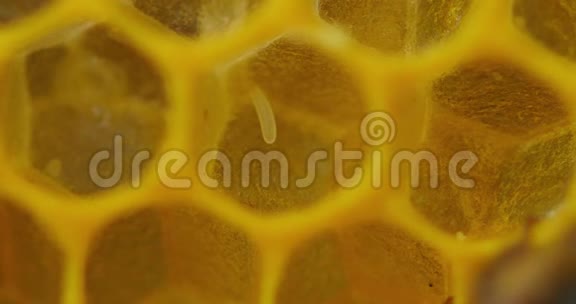 蜜蜂蜜蜂细胞中的卵诺曼底的蜂巢视频的预览图