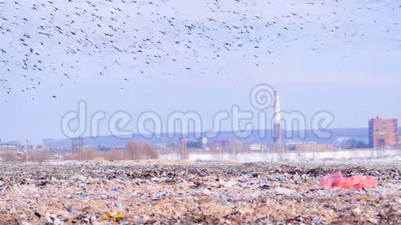 鸟儿飞过垃圾填埋场4K视频的预览图