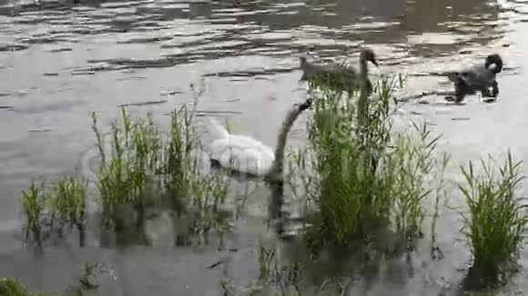 天鹅吃草河视频的预览图
