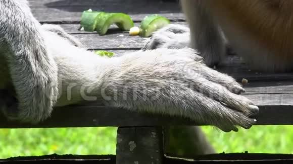 男性Proboscis猴子纳萨利斯拉关闭详细视图濒危野生动物视频的预览图